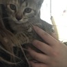 子猫の里親募集です＼(^^)／ サムネイル2