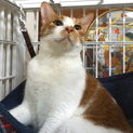 風太郎くん：多頭飼育崩壊した一家の１匹です