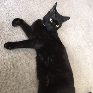 美男子で甘えん坊の”みーちゃん”約６歳