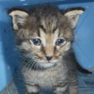 愛護団体様より引き出されました。