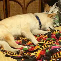 大きくなりました