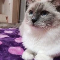 ニア