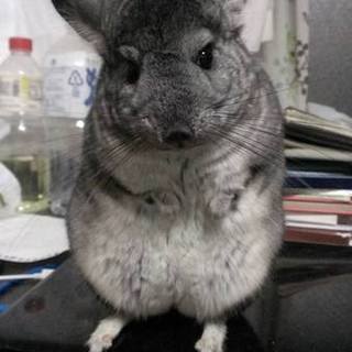 チンチラの男の子