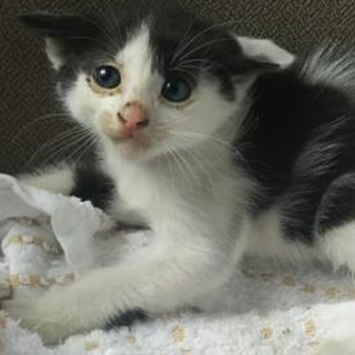 可愛い白黒の猫ちゃん！期限5月29日迄！