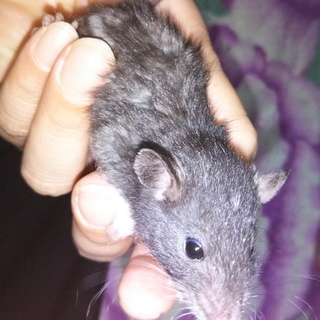 募集を締め切らせていただきます。