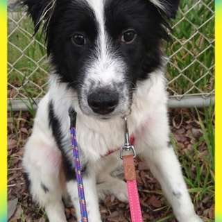 ボーダー似の可愛い男の子♪