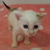 白子猫ちゃん サムネイル2