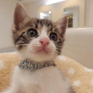 生後2カ月弱半キジ白♂