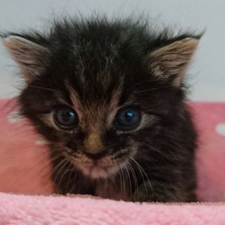 キジトラ子猫ちゃん