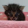 キジトラ子猫ちゃん サムネイル2