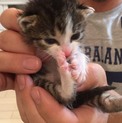 キジ白子猫ちゃん