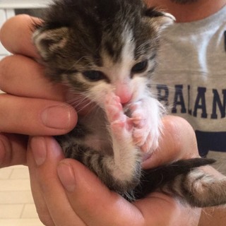 キジ白子猫ちゃん