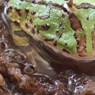 ファンタジーツノカエル