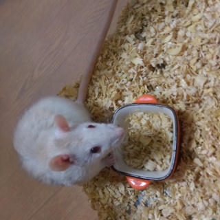 新しいお家が決まりました(*^.^*)