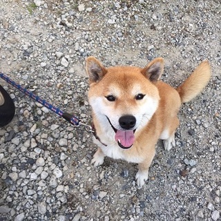 飼い主が保健所に連れて行きます！！