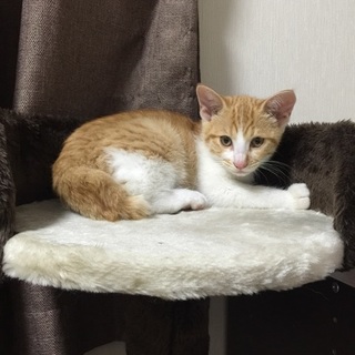 チャコチャン二ヶ月。兄弟で飼ってくださる方希望。