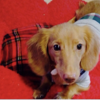 元気なダックスのタップ君。