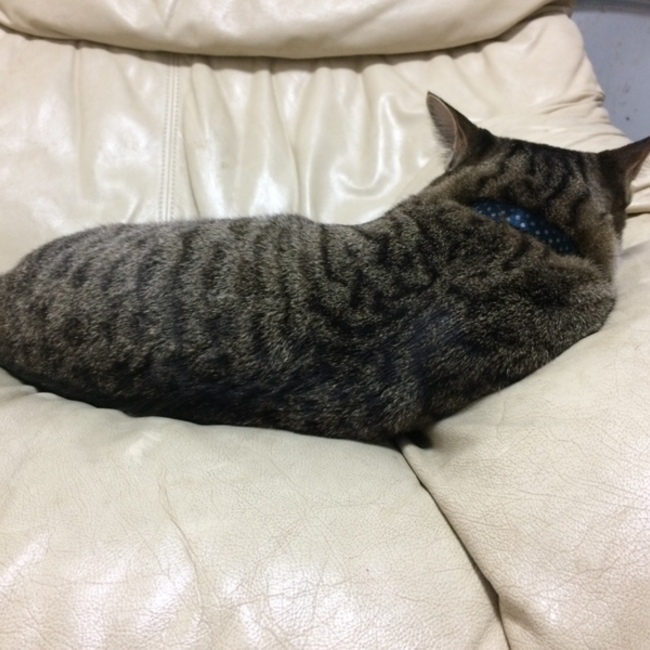 ぽんずSSKのカバー写真