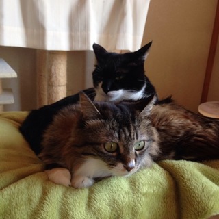 闘病を余儀なくされた方の2にゃん