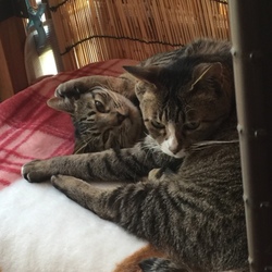 やさしいかあさん