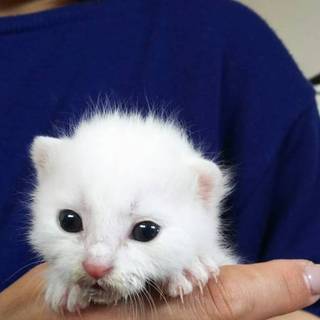 美猫白猫生後３週間ぐらい