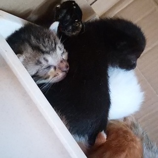 生後１ヶ月子猫　残る３頭