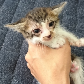 捨て猫 キジシロ濃いめちゃん