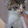 捨て猫 キジシロ濃いめちゃん サムネイル2