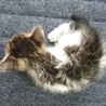 捨て猫 キジシロ濃いめちゃん サムネイル3