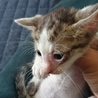 捨て猫 キジシロ薄めちゃん サムネイル3
