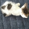 捨て猫 キジシロ薄めちゃん サムネイル4