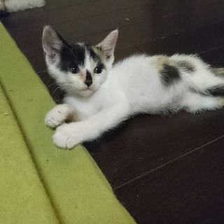 ミケ２ヶ月