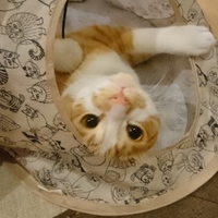 頼侃（らいかん）