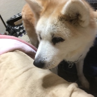 里親になっていただける方