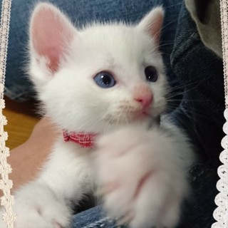 人馴れ抜群！超甘えたな白猫 1.5ヶ月くらい