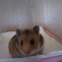 生後1ヶ月ゴールデンハムスター女の子