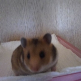 生後1ヶ月ゴールデンハムスター女の子