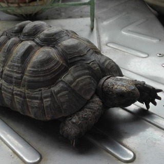 （里親様決定しました）リクガメの里親さん募集します
