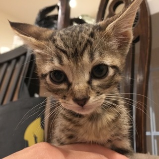 【応募多数につきストップします】仔猫里親さん募集☆