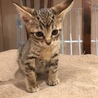 【応募多数につきストップします】仔猫里親さん募集☆ サムネイル2