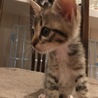 【応募多数につきストップします】仔猫里親さん募集☆ サムネイル3