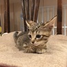 【応募多数につきストップします】仔猫里親さん募集☆ サムネイル4