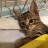 【応募多数につきストップします】仔猫里親さん募集☆ サムネイル5
