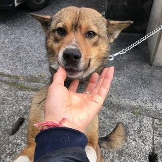 殺処分対象です