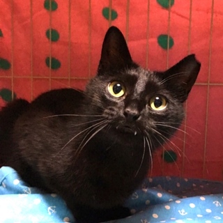 可愛い黒猫★牙チラ小悪魔★メス