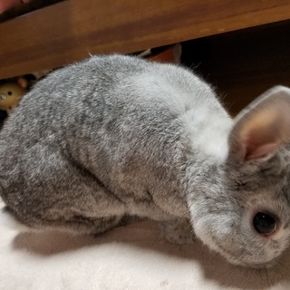 【急募 】7歳のミニウサギ