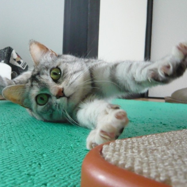 ジュジュのママのカバー写真