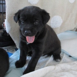 わんぱくなダイちゃん