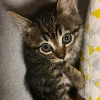 応募多数のため一旦〆切ます/キジトラ美人姉妹です！