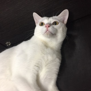 体は大きくても甘えん坊！シローくん1歳